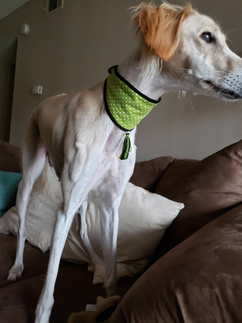 Sighthound Dog Collar