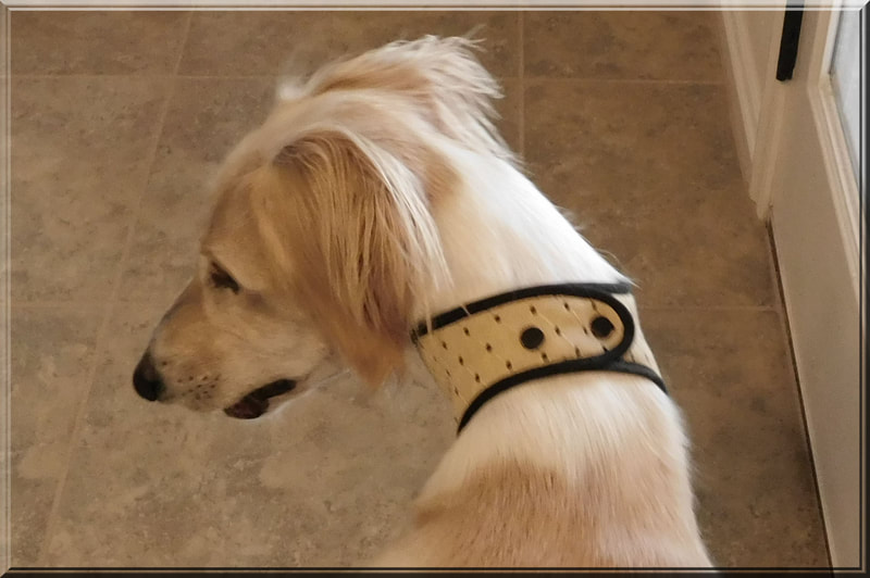 Sighthound Dog collar |  A Handmade Dog Collar