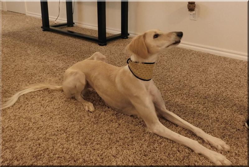 Sighthound Dog Collar | A Handmade Dog Collar