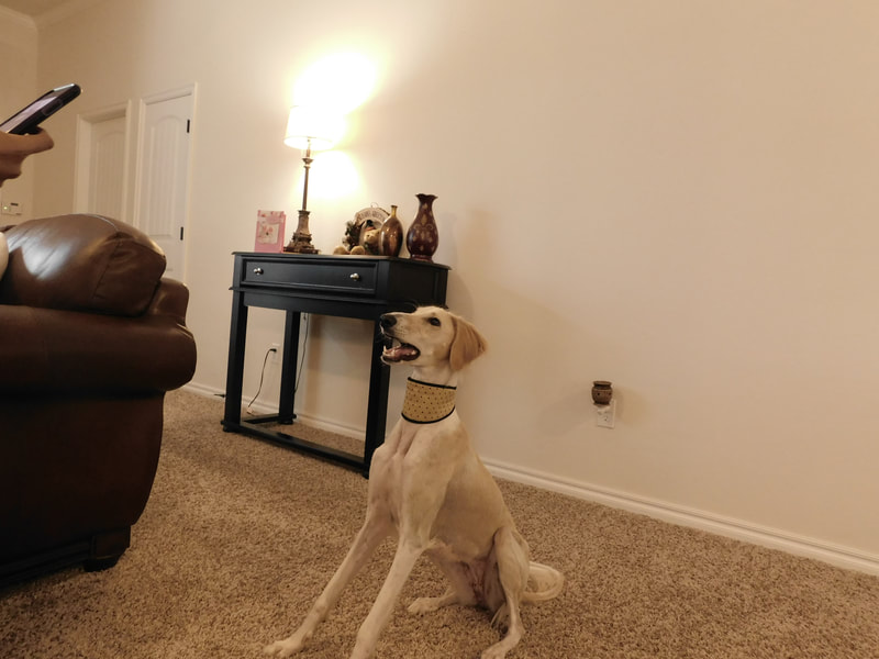 Sighthound Dog Collar |  A Handmade dog collar