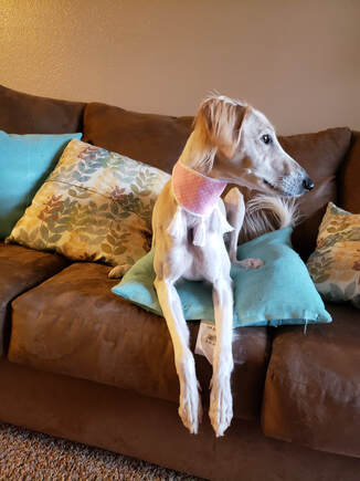 Saluki wearing pink sighthound dog collar
